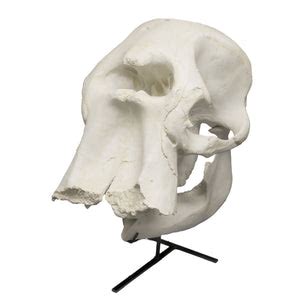 Replica African Elephant Skull For Sale — Skulls Unlimited 